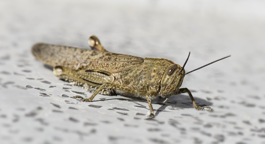 Пустинните скакалци унищожават Близкия изток и Африка