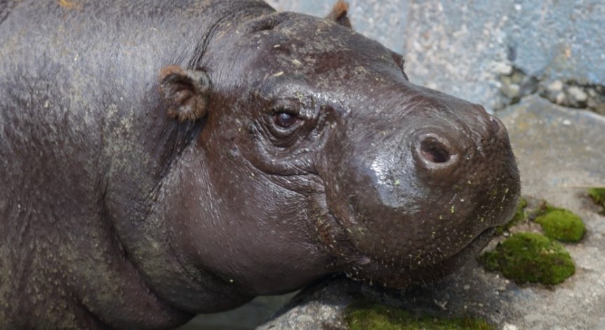 Хипопотами джуджета ще радват посетителите в Столичния зоопарк