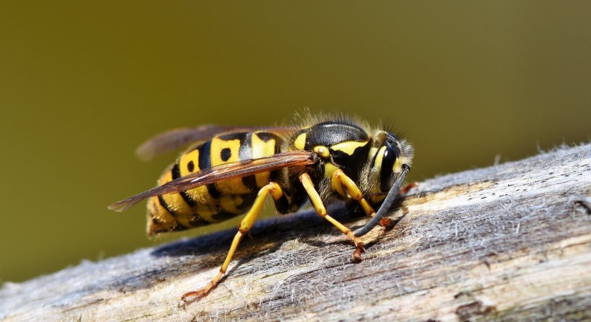 Всичко, което трябва да знаем за ужилването от стършел