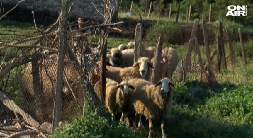 Започнаха да умъртвяват стадото на баба Дора