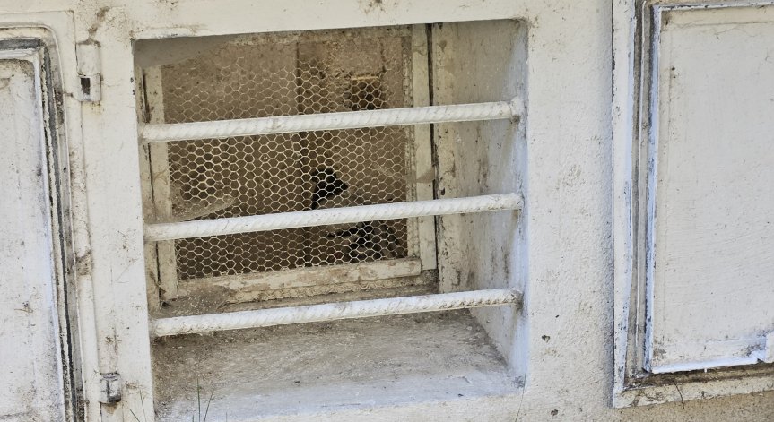 Без думи: Отглеждат гълъби в мазе на жилищна сграда в столичен квартал