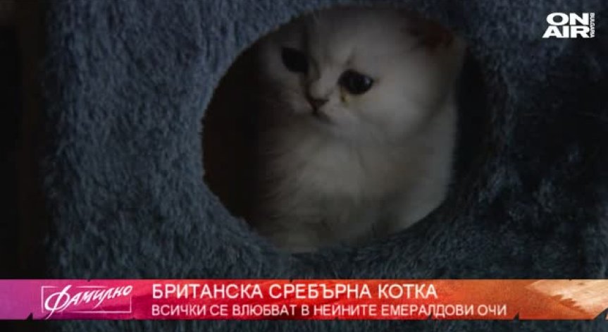  Семейни констелации