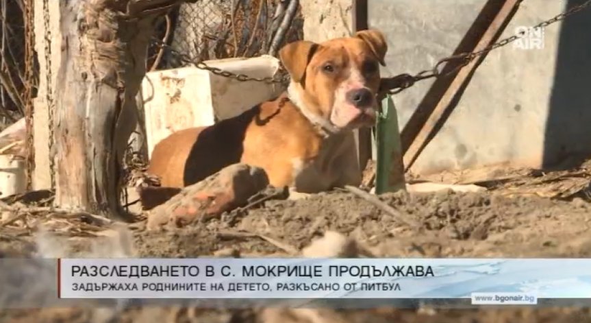Арестуваха собствениците на питбула убиец в Пазарджишко