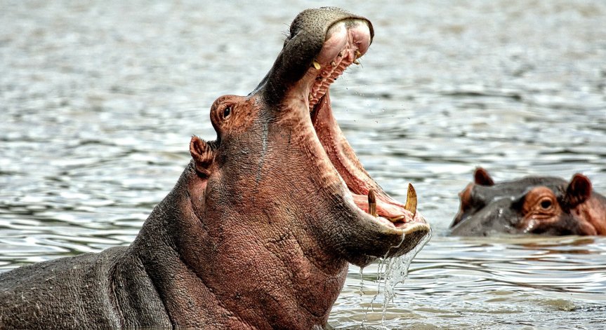 Наследник на хипопотамите на Ескобар загина в катастрофа в Колумбия