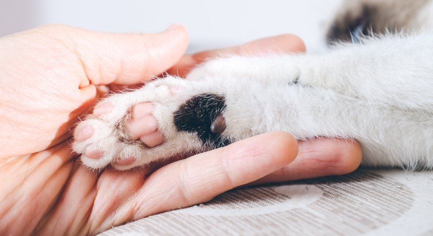 Нови правила за по-добра грижа и контрол върху търговията с домашни любимци.