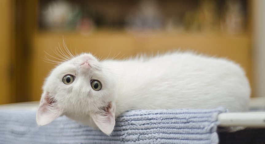 Котешкото мъркане понижавало кръвното и пазело от сърдечен удар