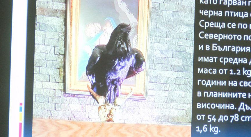 Акция в Плевенско: Откриха препарирана мечка, дива коза и жерав