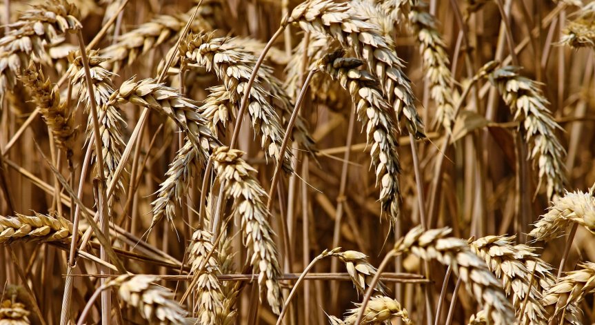 Пшеницата и царевицата поскъпнаха след оттеглянето на Русия от сделката