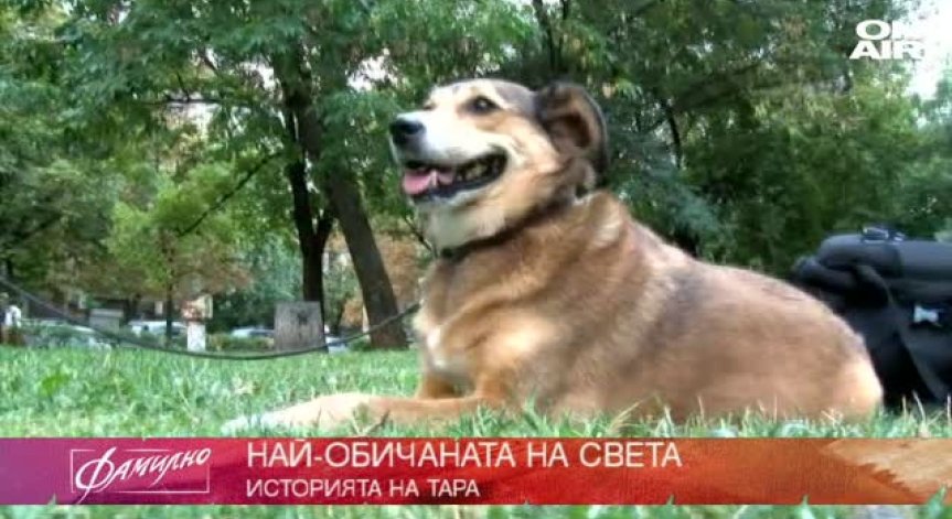 Историята на Тара - най - обичаната