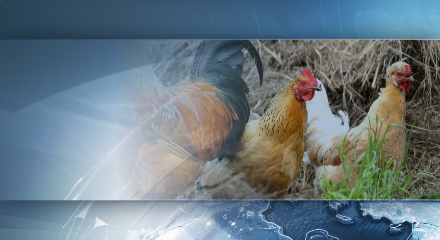 Откриха птичи грип в Генерал Тошево