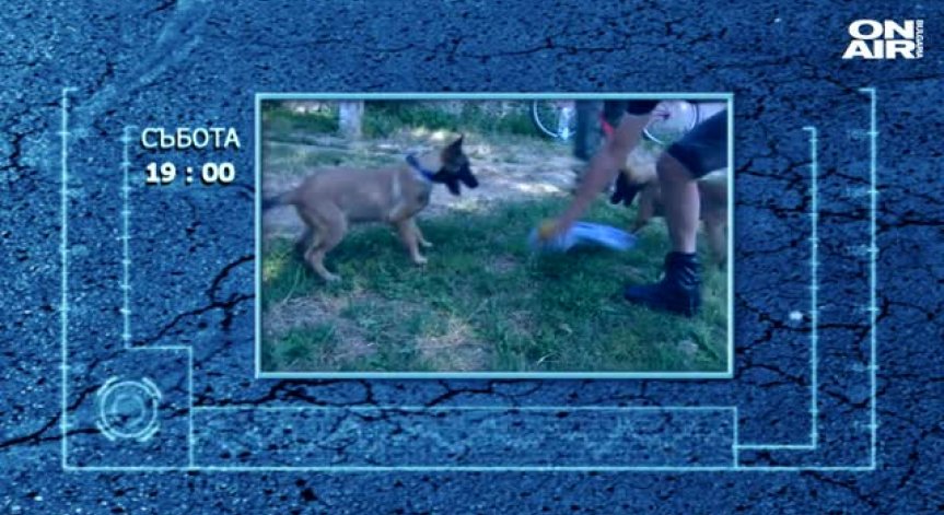 Как обучават полицейските кучета