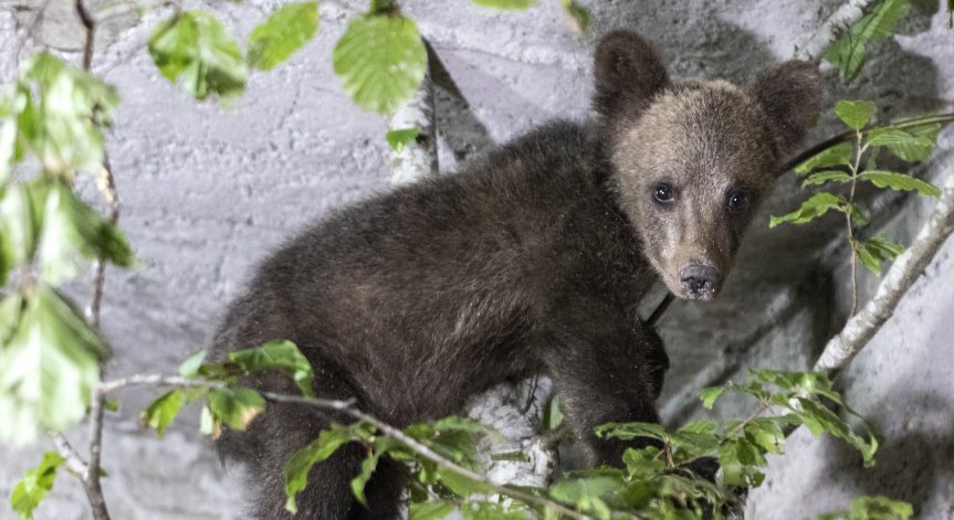 Спасеното в Костенец мече ще бъде върнато в дивата природа, след като укрепне