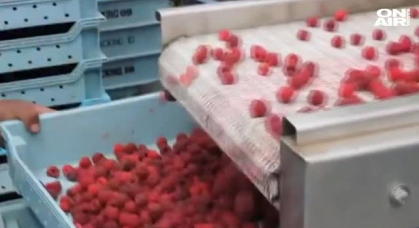 Малинопроизводителите се събират на трети Световен конгрес в Арбанаси!