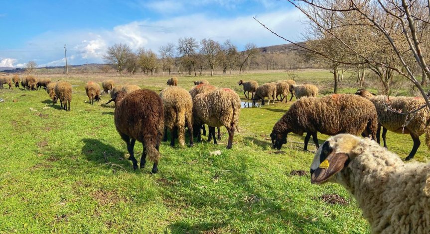 Животновъдството у нас е пред фалит: Тровим нацията си, спираме изкупуването на сурово мляко