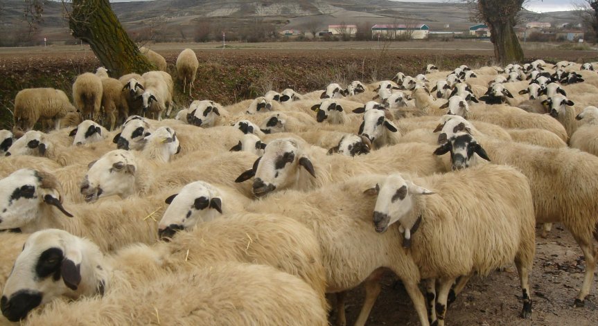 БАБХ напомня на животновъдите да закупуват животни с доказан здравен статус.