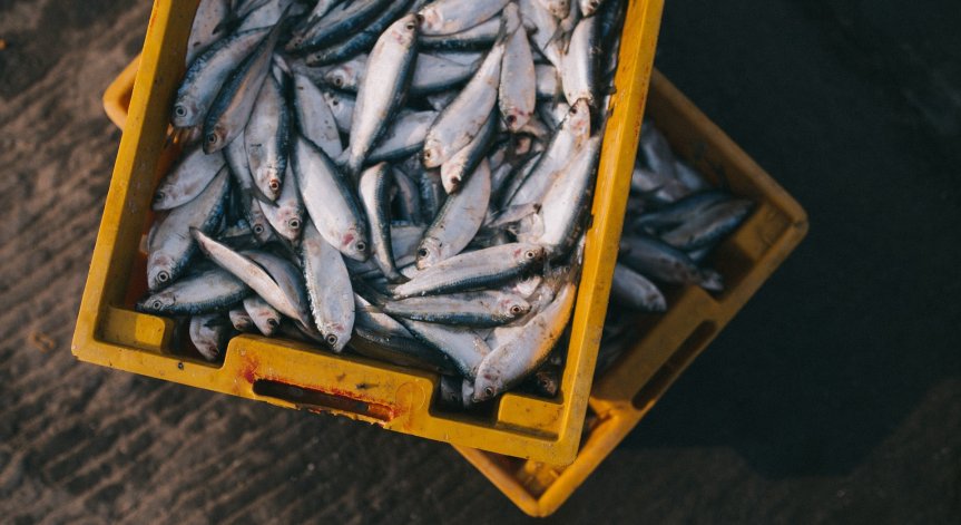 Мъртва риба откриха и в река Чая над Асеновград