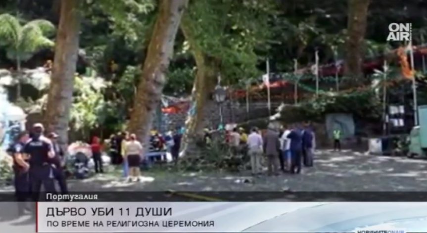 Дърво падна и уби 11 души в Португалия