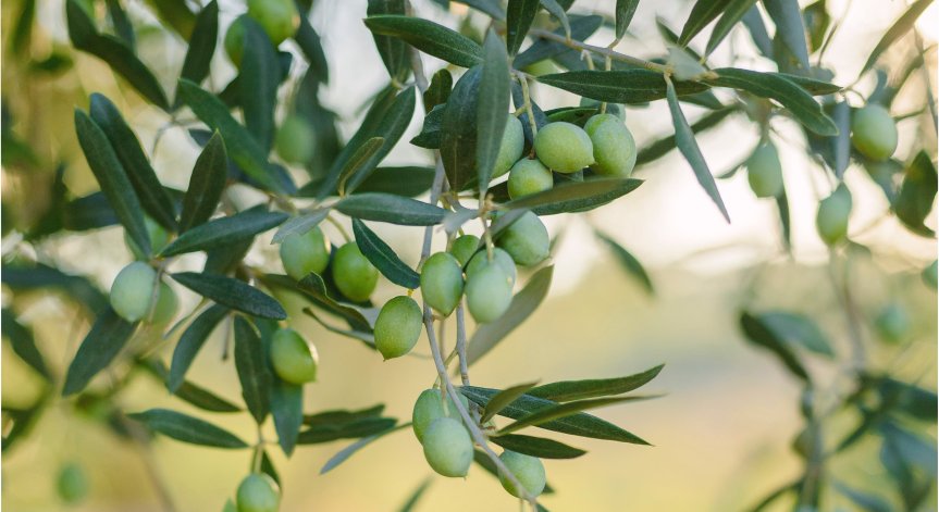 Няма кой да събере маслините в Гърция, въпреки добрите заплати