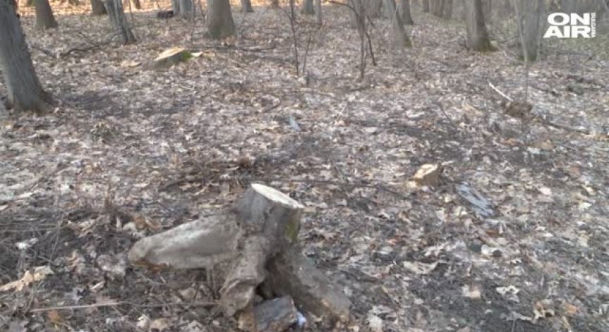 Изсичат ли се незаконно дърветата в Борисовата градина?