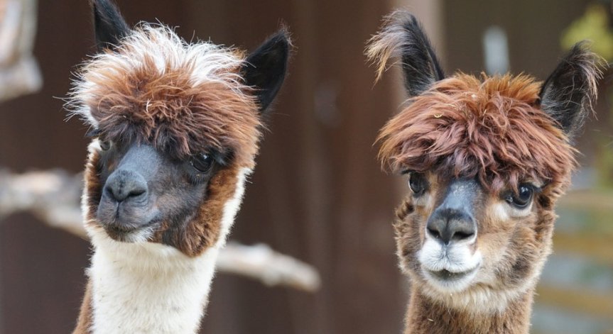 Разработиха високоефективни антитела срещу коронавируса, взети от алпаки