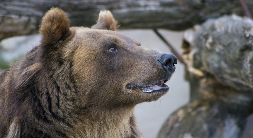 Скиор е нападнат от мечка в Северна Македония