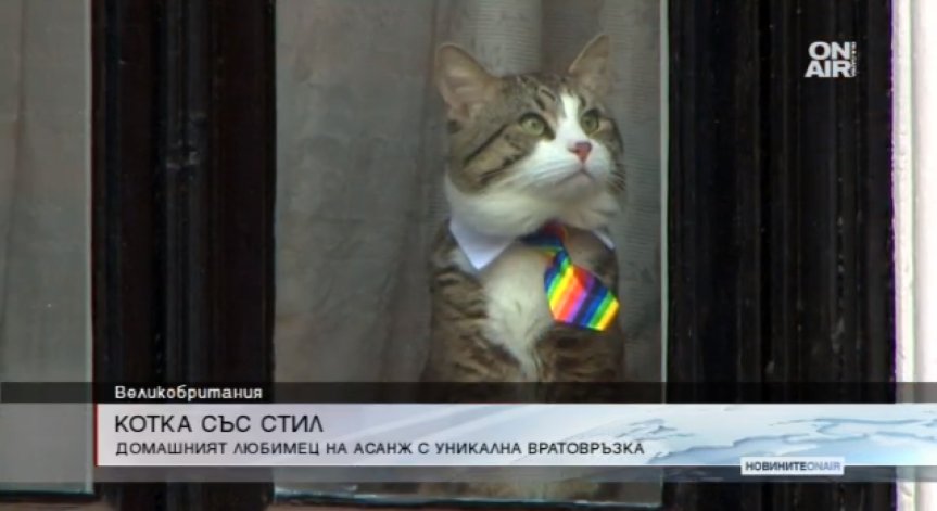 Котката на Асандж с екстравагантна вратовръзка