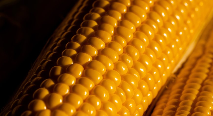 Алергия към царевица - кои са симптомите и защо имаме чувството, че умираме?