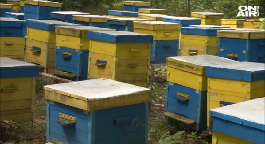 Млад фермер се завръща в България, за да отглежда пчели