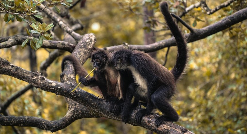 Някои видове успяват да се адаптират към новите условия, други загиват.