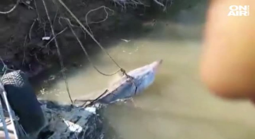 Бракониери извадиха от водата 200-килограмова моруна
