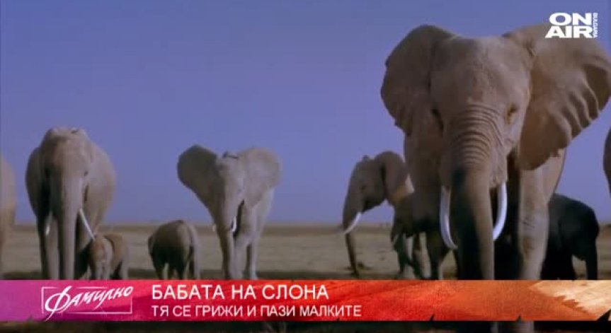 Димана Мирчева представя родовата мистерия на слоновете
