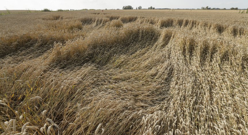 Софийската стокова борса: Руската пшеница поскъпна рязко