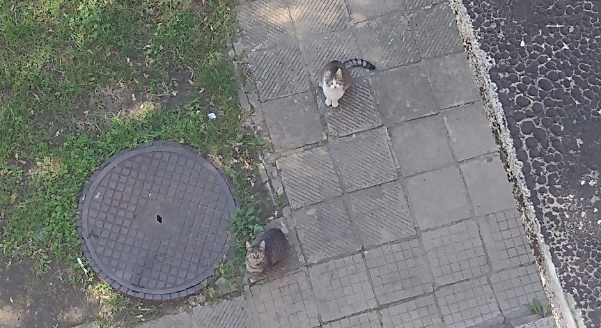 Безразборно размножаване на бездомни котки във Видин