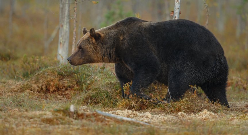 Местните власти и горското стопанство следят за движението на животното.
