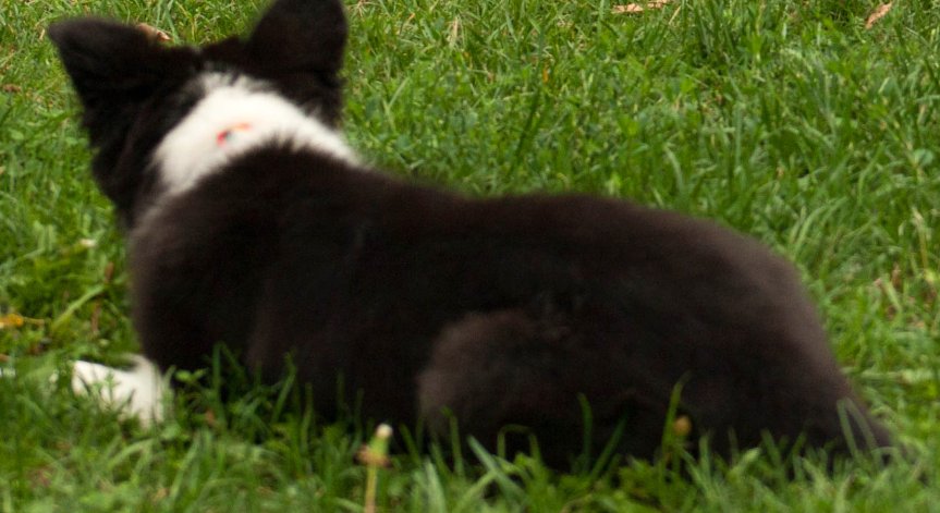 Сигнал от София: Куче инвалид тормози с лая си цял блок 