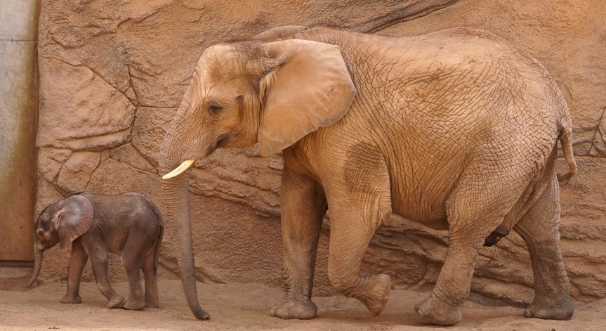 Инцидентът е станал по време на пешеходно сафари.