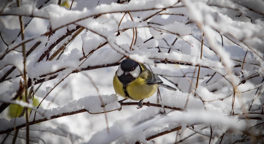 Времето на Коледа: Слънце, сняг и студени дни след празниците
