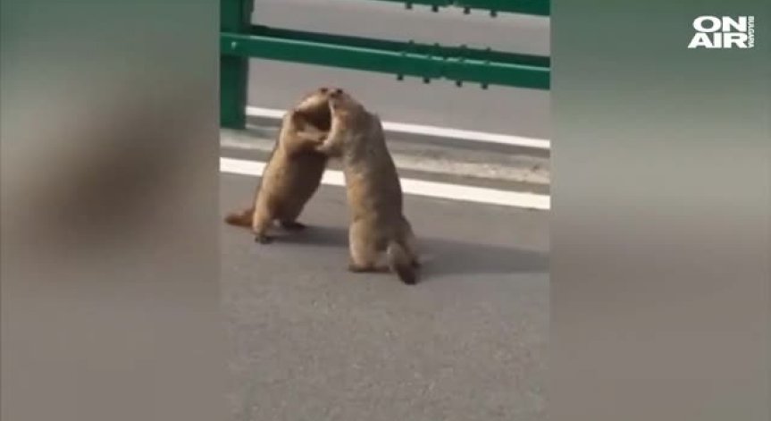 Бой на мармоти блокира движението в Китай