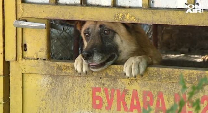 Гладни улични кучета са затворници в дом на възрастен човек