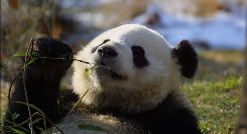 Пандите вече не са 