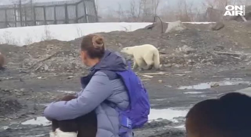 Прегладняла мечка си направи разходка из сибирски град 