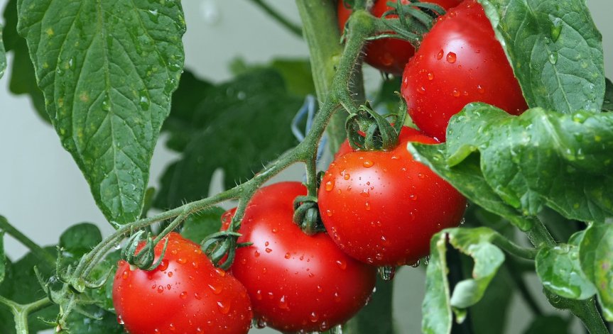 Как да съхраняваме доматите, за да запазим качествата им?