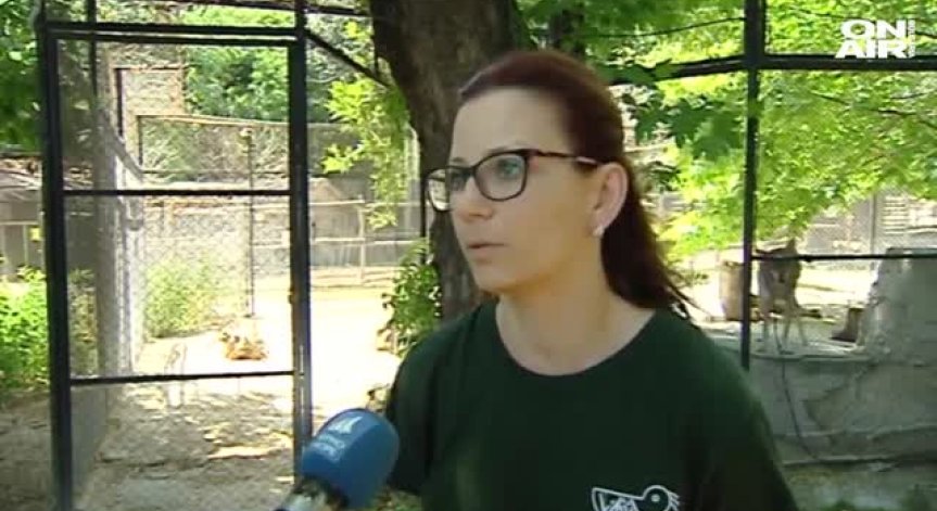 Бял вълк се роди във варненския зоопарк