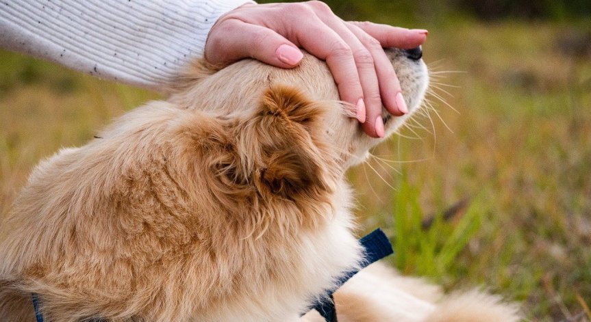 Задържаха мъж, наръгал бездомно куче в София