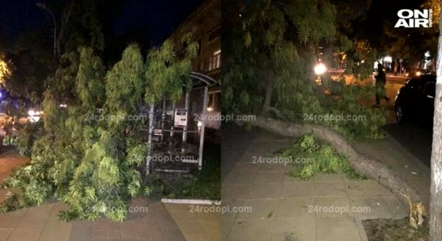 Дърво падна върху спирка в Кърджали