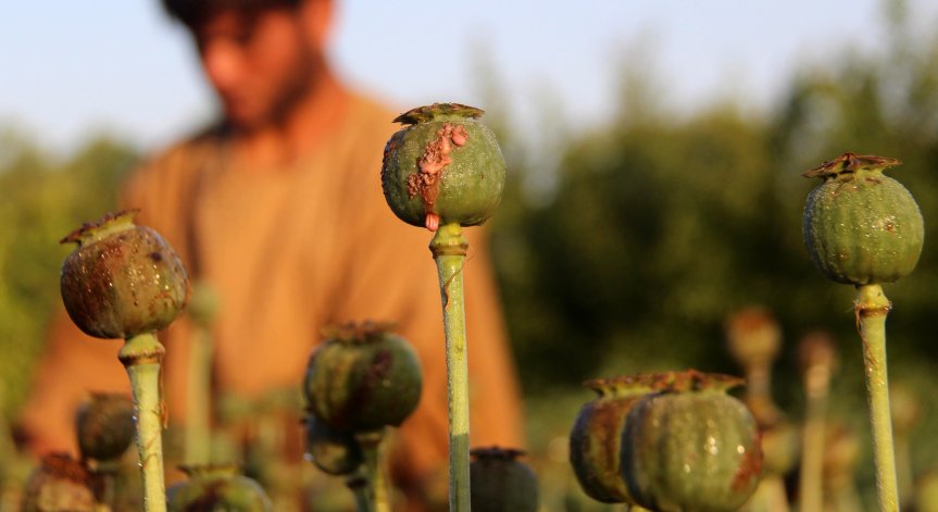 Ще се лишат ли талибаните от един от основните си източници на пари - наркотиците?