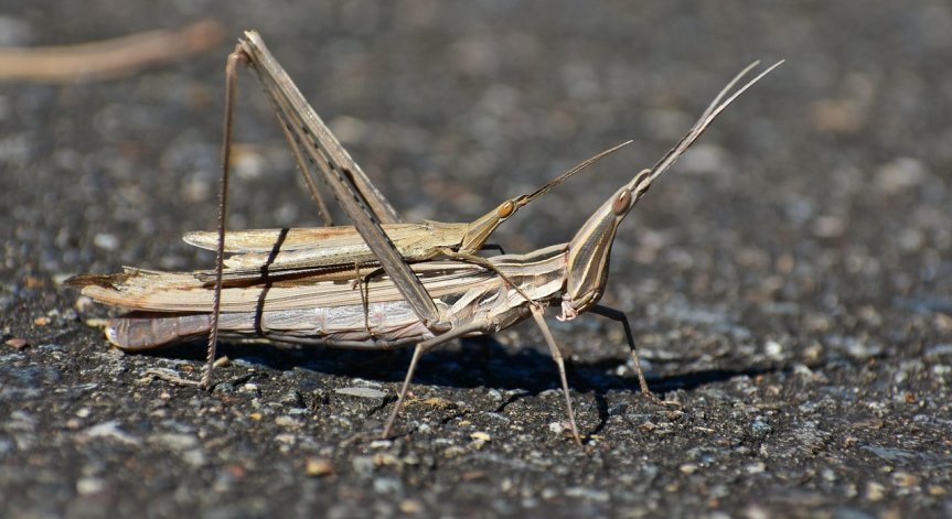 Засегнатите територии ще бъдат третирани с препарат.