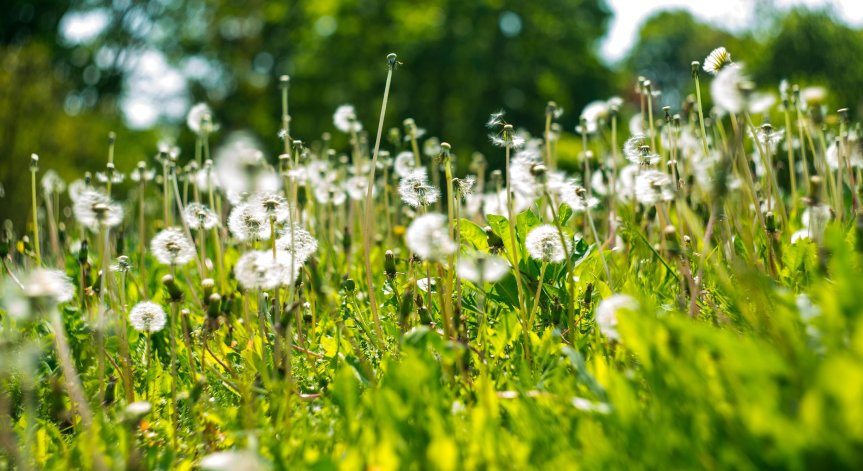 През есента се събират предимно плодове, корени и коренища.