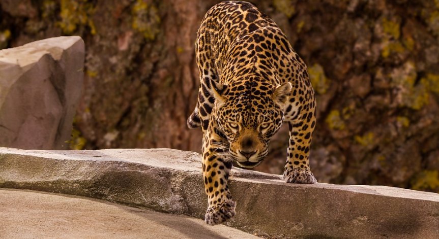 Жена влезе в клетка на ягуар, за да си направи селфи, но беше нападната
