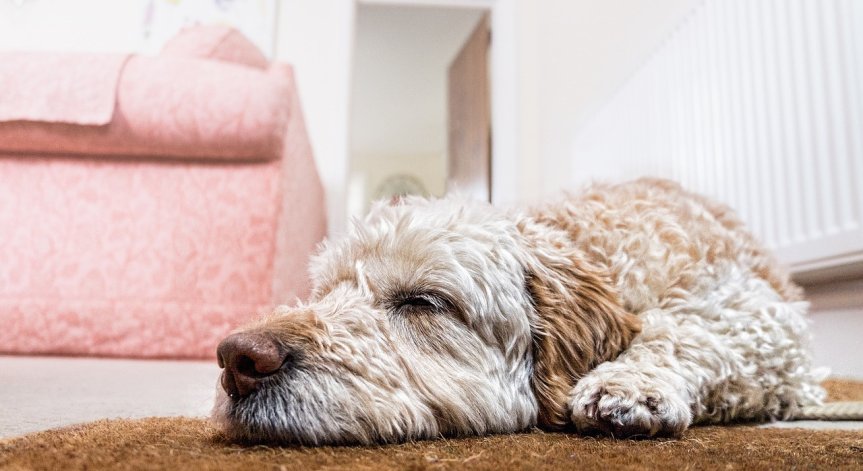 Как да премахнем миризмата от домашните любимци